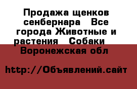 Продажа щенков сенбернара - Все города Животные и растения » Собаки   . Воронежская обл.